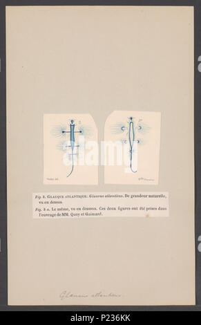 . Glaucus atlanticus 140 Glaucus atlanticus - - Stampa - Iconographia Zoologica - Collezioni Speciali Università di Amsterdam - UBAINV0274 005 08 0020 Foto Stock