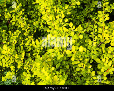 Sfondo naturale - foglie di giallo giapponese Crespino impianto (Berberis Thunbergii Aurea) in estate Foto Stock