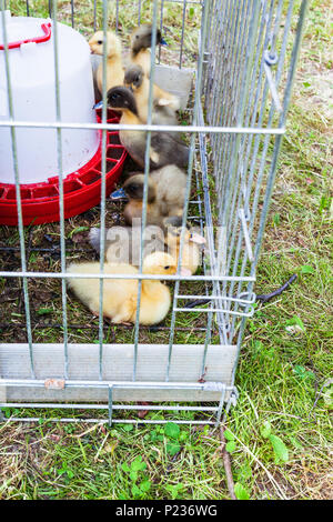 Molte le ochette in gabbia esterna sul prato in cortile nel giorno di estate Foto Stock