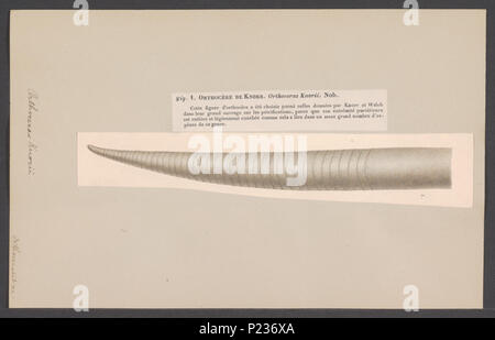 . Orthoceras knorii 213 Orthoceras knorii - - Stampa - Iconographia Zoologica - Collezioni Speciali Università di Amsterdam - UBAINV0274 005 11 0005 Foto Stock