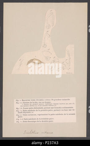 . Erichthus vitreus 119 Erichthus vitreus - - Stampa - Iconographia Zoologica - Collezioni Speciali Università di Amsterdam - UBAINV0274 006 02 0071 Foto Stock