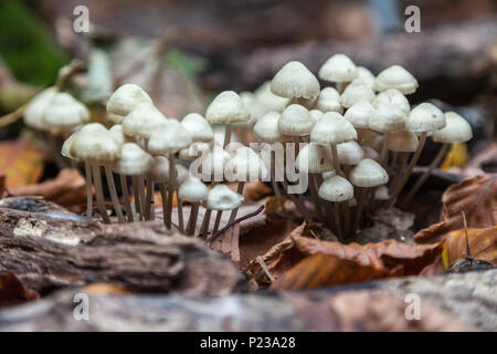 Mucidula Mucida fungo Foto Stock