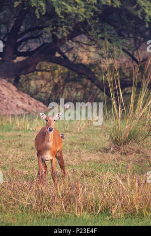 Femmina (Nilgai Boselaphus tragocamelus) in Keoladeo Ghana National Park, Bharatpur, India. Nilgai è il più grande antilope asiatici ed è endemica del Foto Stock