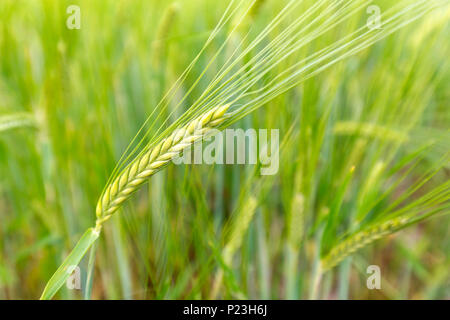 Campo di orzo in Oriente Cornovaglia Foto Stock