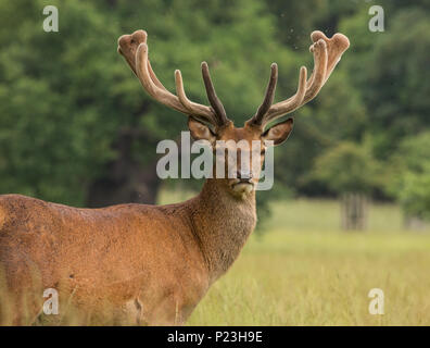 Red Deer stag in velluto Foto Stock