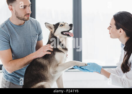 Giovane uomo e veterinario femmina esaminando husky in clinica Foto Stock