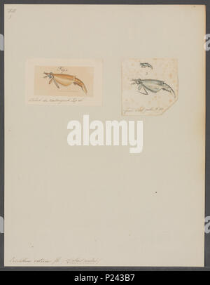 119 Erichthus vitreus - - Stampa - Iconographia Zoologica - Collezioni Speciali Università di Amsterdam - UBAINV0274 097 14 0004 Foto Stock