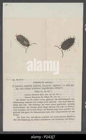 . Trachelipus rathkii syn. Porcellio sylvestris 231 Porcellio sylvestris - - Stampa - Iconographia Zoologica - Collezioni Speciali Università di Amsterdam - UBAINV0274 098 08 0024 Foto Stock