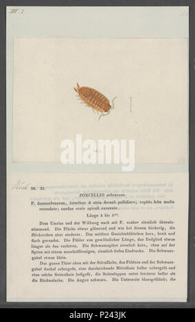 . Trachelipus rathkii syn. Ochraceus Porcellio 231 Porcellio ochraceus - - Stampa - Iconographia Zoologica - Collezioni Speciali Università di Amsterdam - UBAINV0274 098 08 0029 Foto Stock