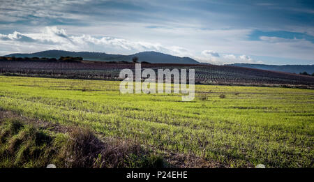 Vines in inverno Foto Stock