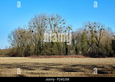 Bosco in inverno, sole, raccolte campo di mais, mistletoes in alberi Foto Stock