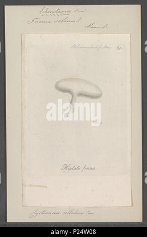 . La tenia solium 300 tenia solium - - Stampa - Iconographia Zoologica - Collezioni Speciali Università di Amsterdam - UBAINV0274 105 20 0008 Foto Stock