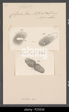 . Colpoda ren 64 Colpoda ren - - Stampa - Iconographia Zoologica - Collezioni Speciali Università di Amsterdam - UBAINV0274 113 14 0005 Foto Stock