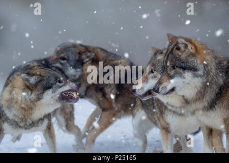 Quattro lupi in inverno, Canis lupus, combattimento, ringhio, minaccioso gesto, Baviera, Germania, Europa Foto Stock