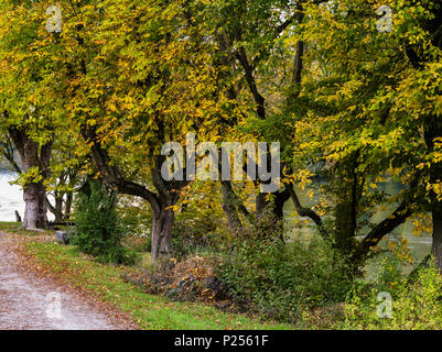 Banca autunnale del Reno vicino a Eglisau Foto Stock