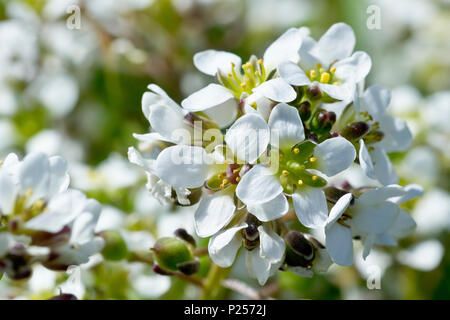 Scabbia comune-erba (Cochlearia officinalis), in prossimità di un singolo peduncolo di fioritura che mostra il dettaglio. Foto Stock