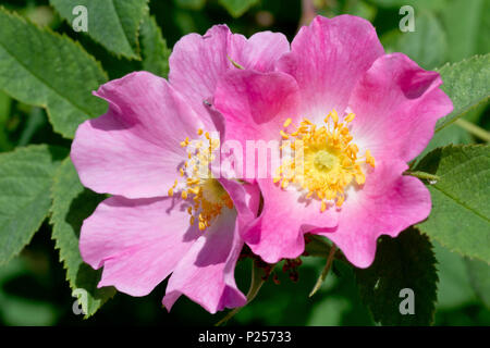 Roverella rosa o dure roverella rosa (rosa tomentosa), in prossimità di due fiori con foglie. Foto Stock