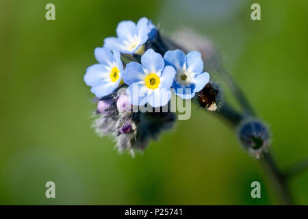 Campo "non ti scordar di me" (myosotis arvense), in prossimità di una singola testa di fioritura, che mostra il dettaglio contro uno sfondo verde. Foto Stock