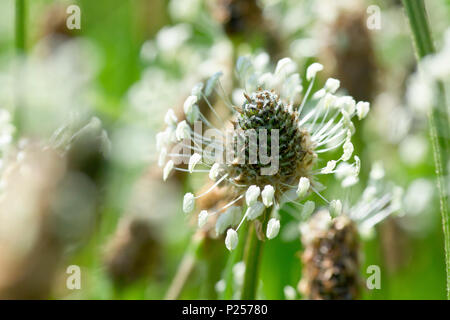 Ribwort piantaggine o Ribgrass (planzago lanceolata), in prossimità di una testa di fioritura tra molti. Foto Stock