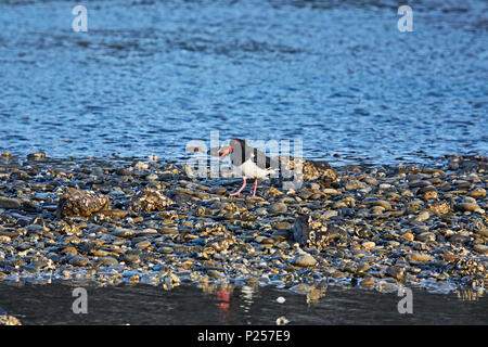 Australian Pied Oystercatcher (Haematopus longirostris) camminando lungo le rocce lungo la costa alla ricerca per il suo prossimo pasto, NSW, Australia Foto Stock