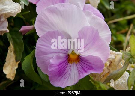 Una rosa pansy è un tipo di grande a fiore pianta ibrida coltivata come un fiore giardino Foto Stock