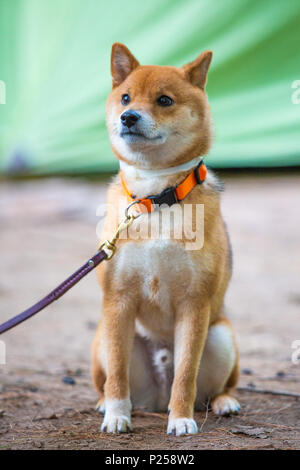 Molto felice shiba inu giapponese cane al guinzaglio da soli Foto Stock