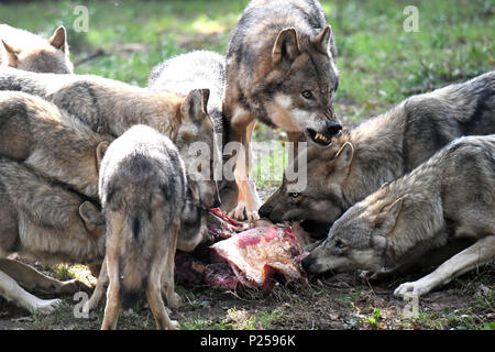 Lupi, pack, mangiare, Foto Stock