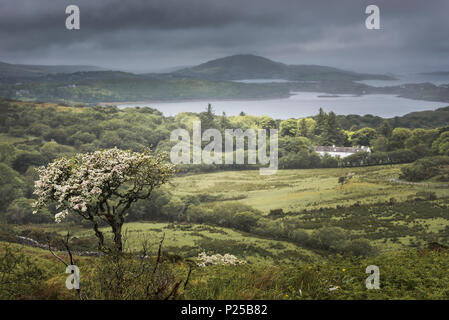 Letterfrack, Parco Nazionale del Connemara, Co. Galway, Irlanda. Foto Stock