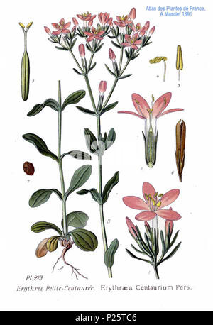 . Tela-Botanica: Centaurium erythraea - syn. Erythraea centaurium (L.) Pers. Erythraea centaurium Pers. Il 31 gennaio 2001. Amédée Masclef (1858-) nomi alternativi Masclef Descrizione botanico francese Data di nascita e morte 1858 19.. Controllo dell'autorità : Q18507759 VIAF: 233362923 ISNI: 0000 0003 6776 1587 LCCN: N88663684 Botanico: Masclef SUDOC: 035266805 WorldCat 3 219 Erythraea centaurium pers Foto Stock