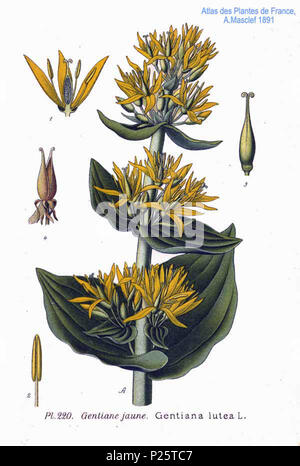 . Lutea Gentiana L. 31 gennaio 2001. Amédée Masclef (1858-) nomi alternativi Masclef Descrizione botanico francese Data di nascita e morte 1858 19.. Controllo dell'autorità : Q18507759 VIAF: 233362923 ISNI: 0000 0003 6776 1587 LCCN: N88663684 Botanico: Masclef SUDOC: 035266805 WorldCat 3 220 Gentiana lutea L Foto Stock