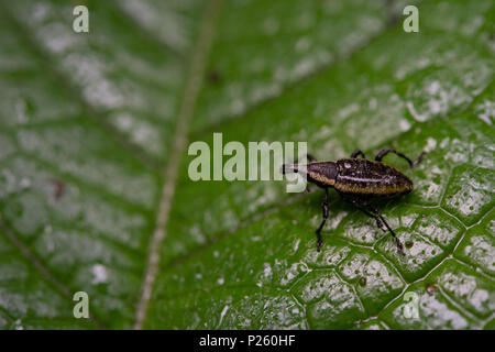 Curculione, Coleoptera, Curculionidae, Santa Elena Cloud Forest Riserve, Costa Rica, Centroamerica Foto Stock