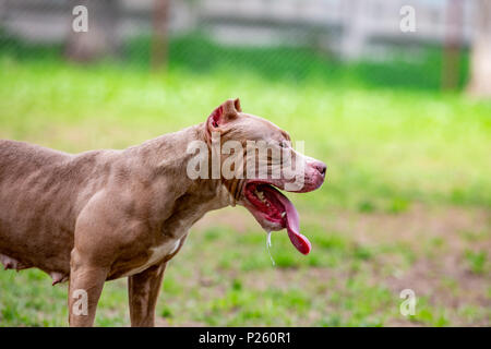 Cane da combattimento nel parco per una passeggiata, Bull Foto Stock