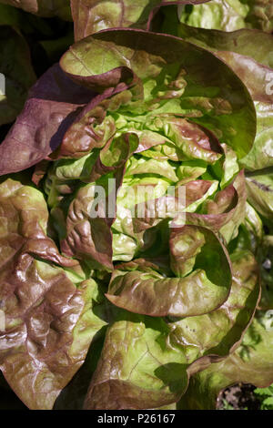 Lactuca sativa, lattuga 'Meraviglia del Four Seasons". Foto Stock