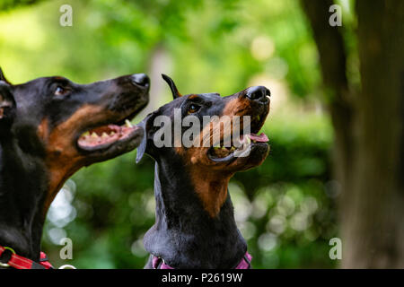 Due nero dobermann seduto sull'erba Foto Stock