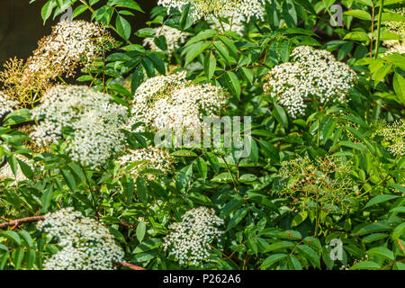 Un fiorire di bacche di sambuco Bush nella foresta in estate Foto Stock