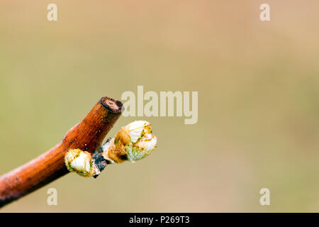 Budbreak o Bud Break è una parte di un vino i vitigni del ciclo di crescita e segnala la fine della dormienza, dopo l'inverno. Il tasso di crescita annuale di uva v Foto Stock