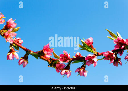 Peach blossom fiore con cielo azzurro sfondo in un frutteto nella Okanagan Valley, British Columbia, Canada. Foto Stock