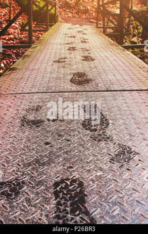 Wet orme sul metallo di un ponte su un fiume di montagna in golden primavera/autunno la luce del sole. Ilsefälle del fiume di montagna Ilse nel Ilsetal in Ilsenburg, parco nazionale Harz, Sassonia-Anhalt in Germania Foto Stock