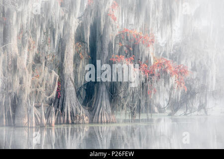 Il lago di Martin, Breaux Bridge, Atchafalaya Basin, meridionale degli Stati Uniti, USA, America del Nord Foto Stock