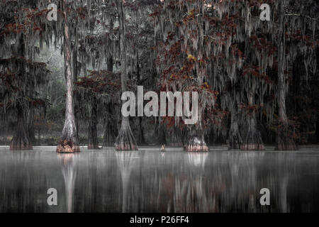 Il lago di Martin, Breaux Bridge, Atchafalaya Basin, meridionale degli Stati Uniti, USA, America del Nord Foto Stock