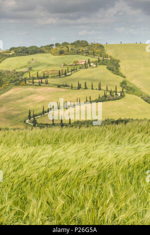 Toscana, Provenza di Siena, La Foce in Toscana colline, Italia Foto Stock