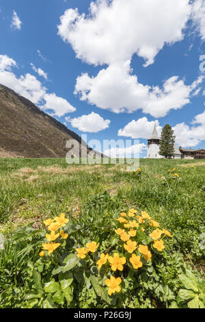 Fiori di campo giallo attorno alla chiesa antica, Davos Sertig Valle del cantone dei Grigioni, Svizzera Foto Stock