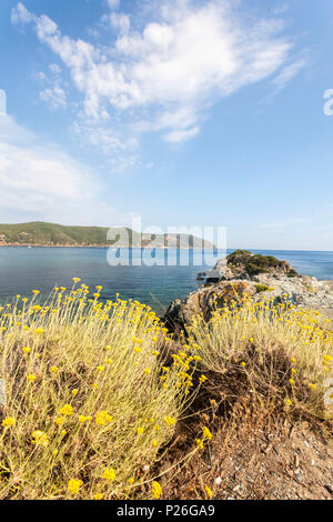 Giallo fiori selvatici, Lacona, Capoliveri, Isola d'Elba, Provincia di Livorno, Toscana, Italia Foto Stock