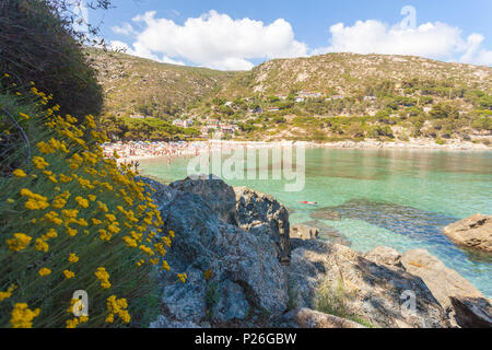 Fiori Selvatici, Spiaggia di Fetovaia, Campo nell'Elba, Isola d'Elba, Provincia di Livorno, Toscana, Italia Foto Stock