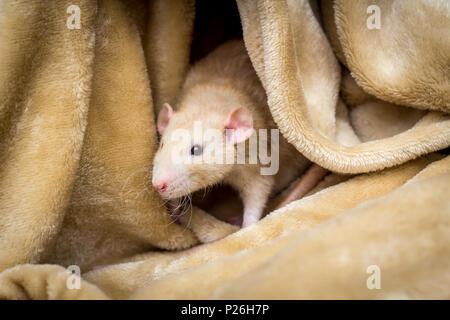 Fantasia di colore fulvo dumbo eared pet rat esplorando una coperta Foto Stock