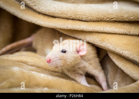 Fantasia di colore fulvo dumbo eared pet rat esplorando una coperta Foto Stock