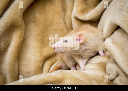 Fantasia di colore fulvo dumbo eared pet rat esplorando una coperta Foto Stock