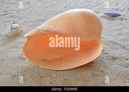 Grande conchiglia bellissima Foto Stock
