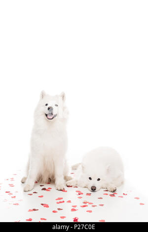 Due samoiedo cani con a forma di cuore sulla confetti bianchi, il giorno di san valentino concetto Foto Stock