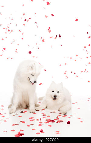 Due samoiedo cani sotto la caduta a forma di cuore sulla confetti bianchi, il giorno di san valentino concetto Foto Stock